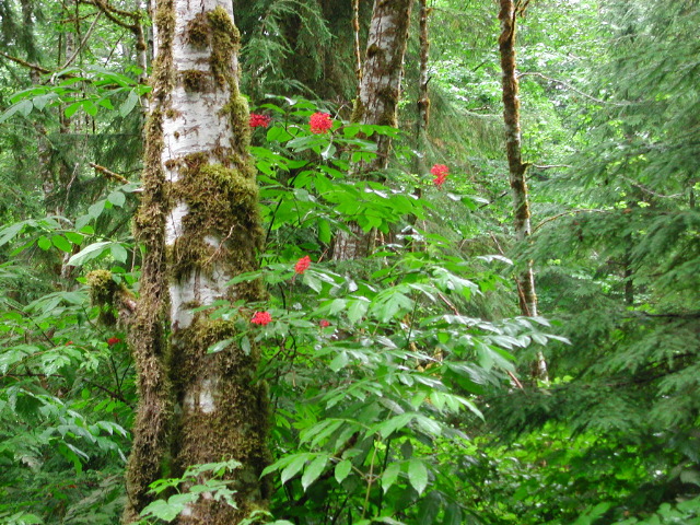 Red flowers