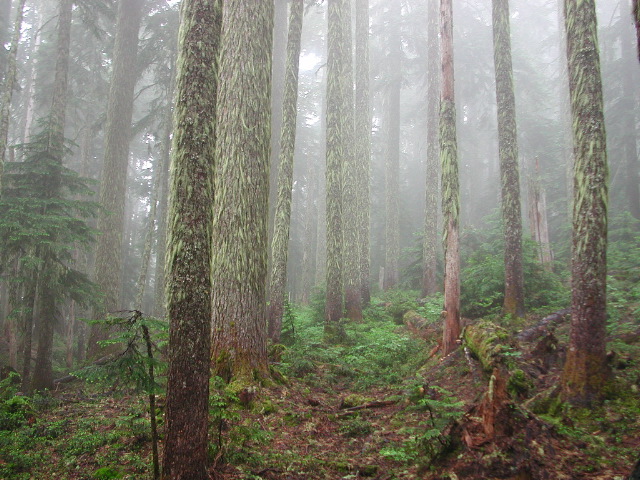 Misty forest