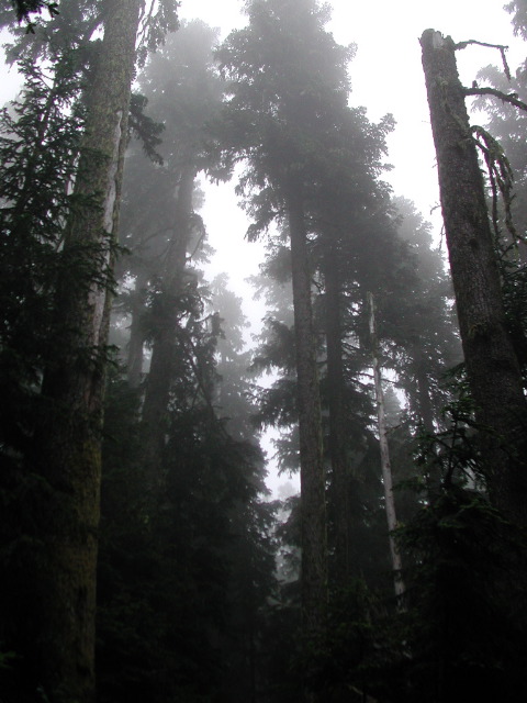 In the temple of the Woods