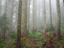 Misty forest