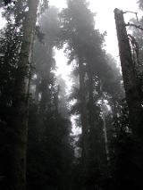 In the temple of the Woods